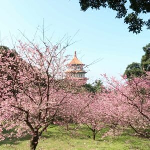 MEMORY TRAINING COURSES IN TAIWAN